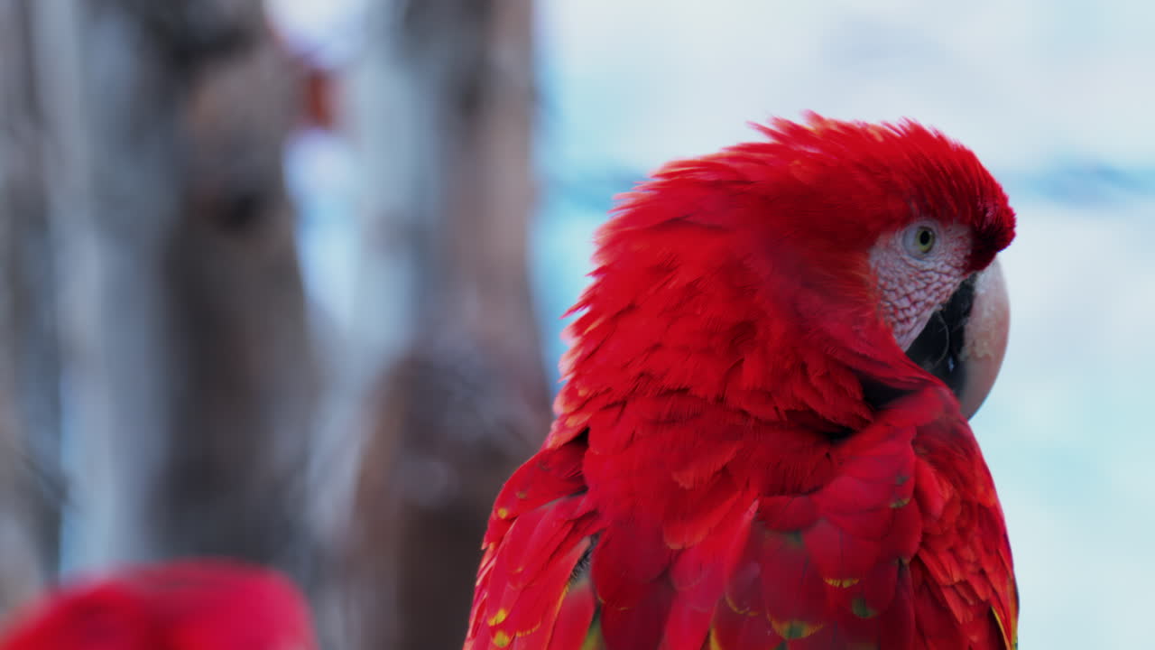 Close up of a red Macaw bird on a blurred background