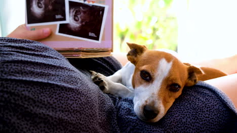 dog's endearing behavior to mom's pregnant tummy, lays with head on lap