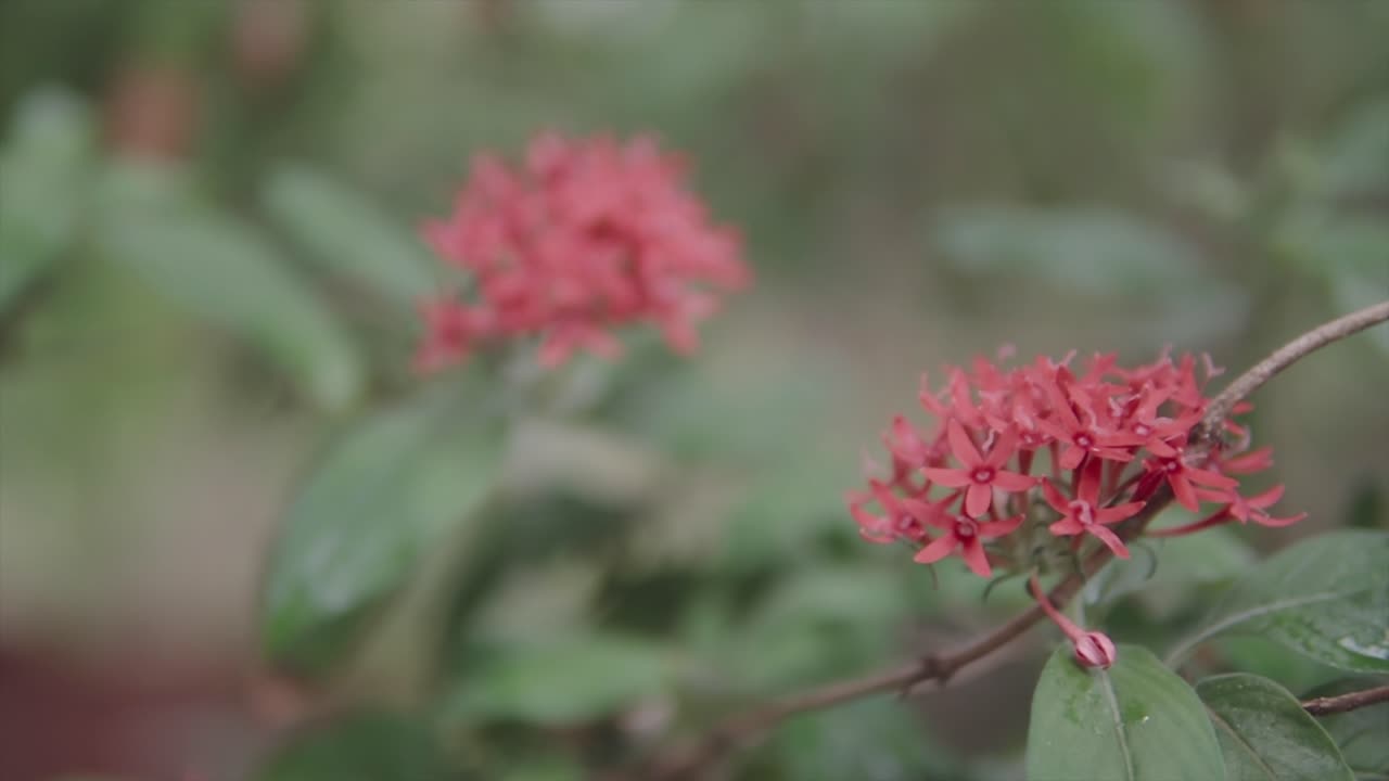 rack cinematográfico enfoque de la hermosa ixora, flor de jazmín de las indias occidentales