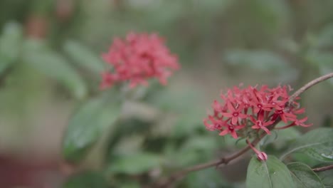 Filmischer-Rack-Fokus-Der-Wunderschönen-Ixora,-Westindischen-Jasminblüte