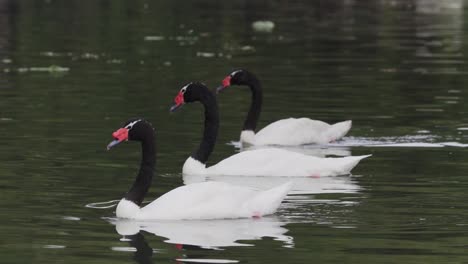 Nahaufnahme-Von-Drei-Schwarzhalsschwänen,-Die-In-Einem-Ruhigen-Teich-Schwimmen