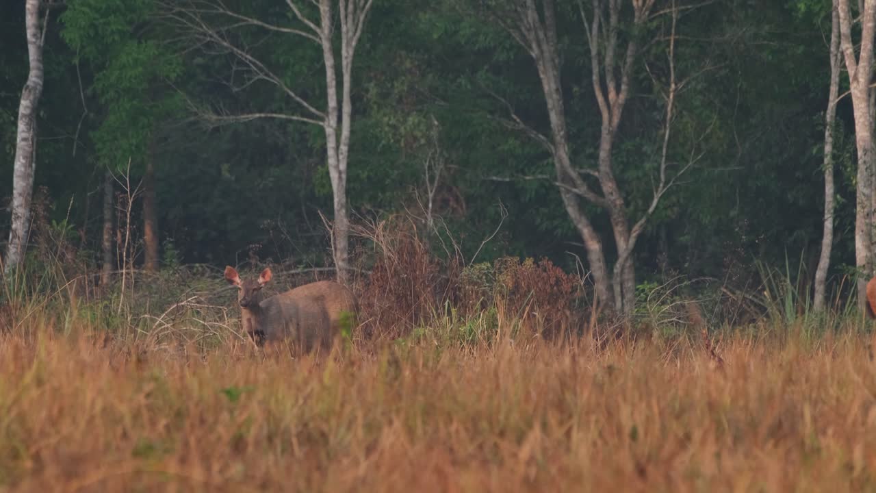 A female deer with the sore on its neck vigilantly looking around after grazing for awhile during a summer morning