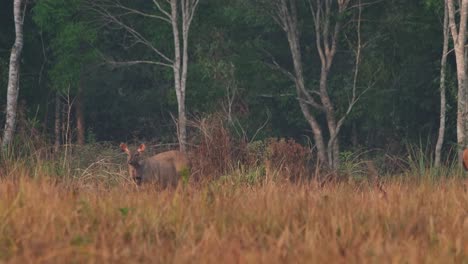 a female deer with the sore on its neck vigilantly looking around after grazing for awhile during a summer morning