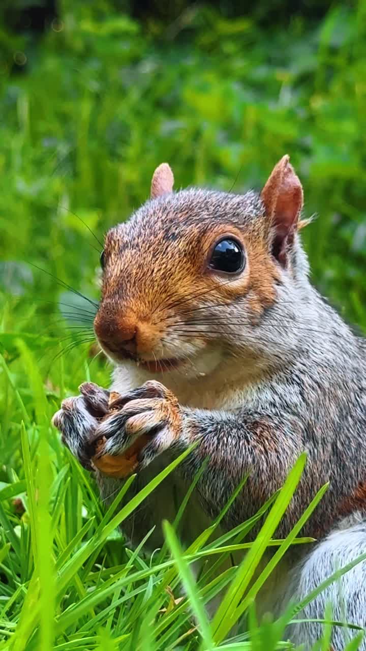 Primo piano di uno scoiattolo che tiene e mangia una noce. Ritratto macro di uno scoiattolo grigio orientale seduto nell'erba, che tiene una noce con le zampe e mangia