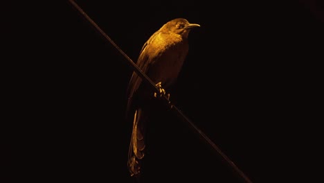 Detalle-Del-Pájaro-Negro-Cuervo-Zanate-Sentado-En-Un-Alambre-Y-Durmiendo-Por-La-Noche