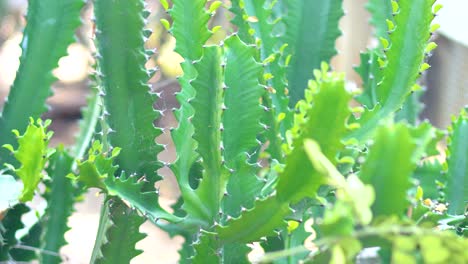 primer plano de la planta de cactus de la euforbia