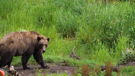 el oso marrón caminando lentamente en alaska