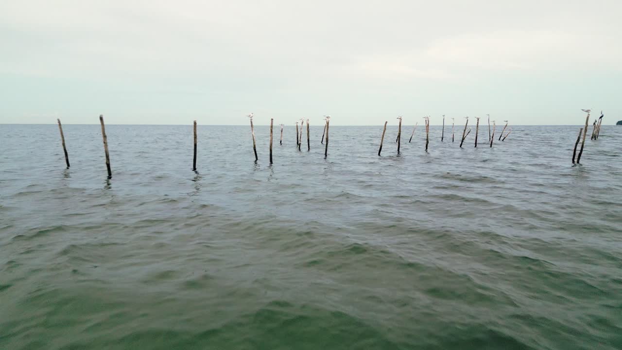 해가 지는 동안 바다에서 기둥에 앉아 있는 새들