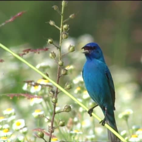 A-Bluebird-Sits-In-A-Tree