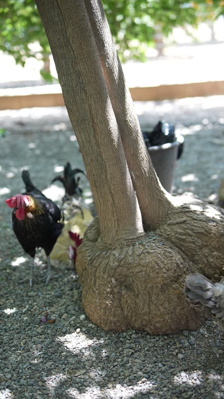 pollo cerca de un árbol de doble tronco