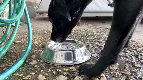 A-thirsty-dog-drinking-water-and-a-second-join-her-in-slow-motion