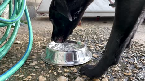 a thirsty dog drinking water and a second join her in slow motion
