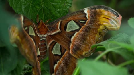 mariposa macro 25