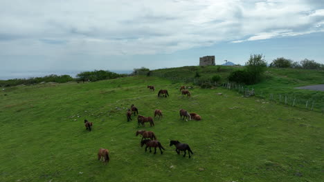 Many-wild-horses-grazing-in-green-meadows-on-cloudy-day,-aerial-view