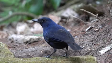 un hermoso pájaro javan silbador está picoteando gusanos de tierra desde detrás de una rama seca cubierta de musgo