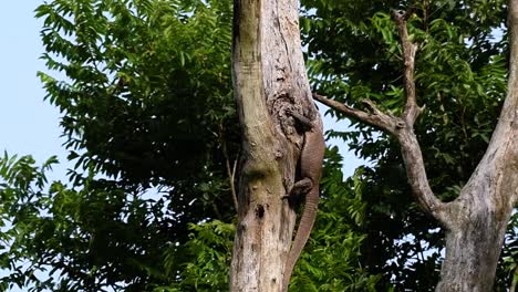 El-Lagarto-Monitor-Nublado-Se-Encuentra-En-Tailandia-Y-Otros-Países-De-Asia