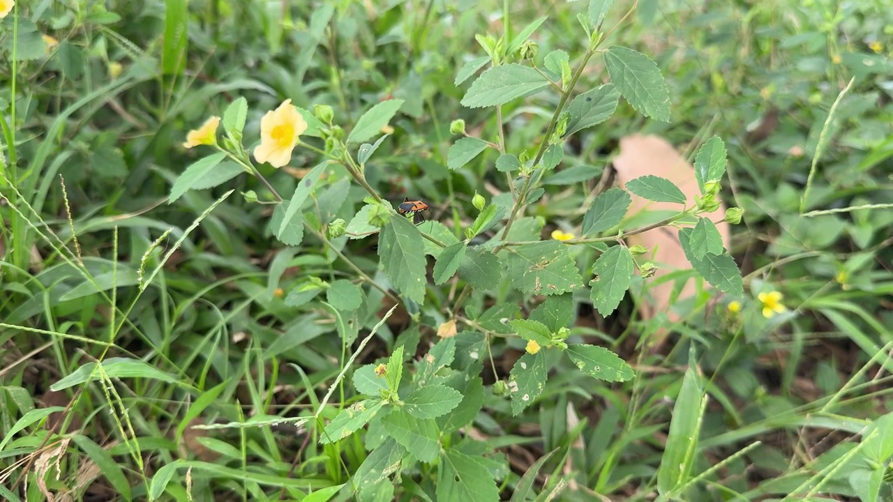 Small Insect Crawling on a Green Leaf with Yellow Flowers