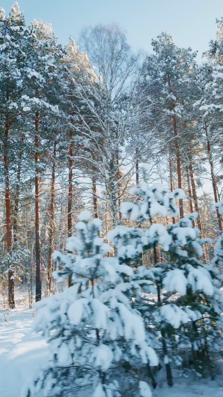 Snødekt vinter skog