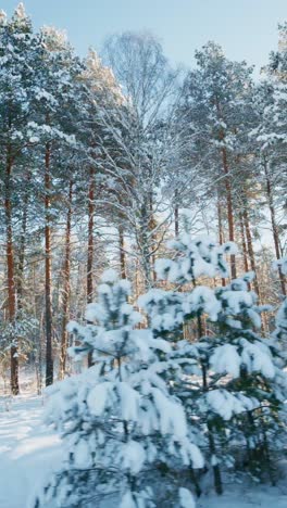 bosque de invierno nevado