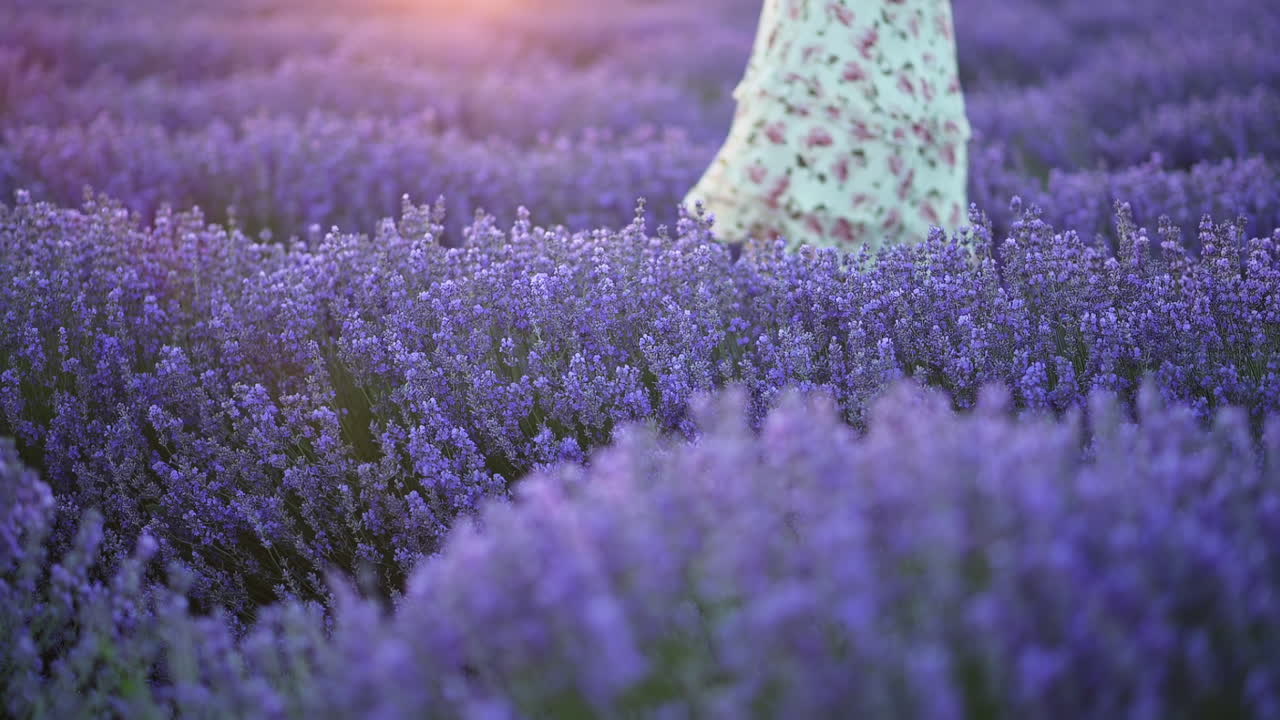Close up of lavender flowers in full bloom with a blurred woman in a floral dress walking in the background