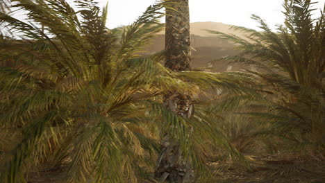 Palm-trees-in-the-desert