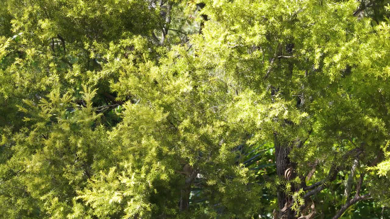 Bright green leaves of Melaleuca linariifolia sway gently in sunlight, creating a serene natural scene
