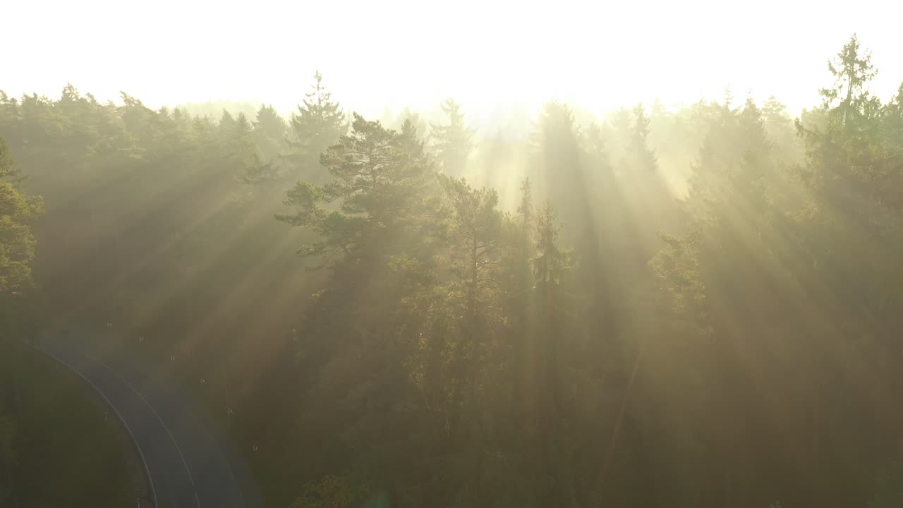 вид на лес с беспилотного летательного аппарата ранним утром