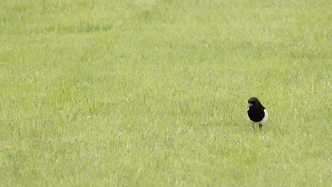 Black-and-white-Magpie-bird-walks-on-green-grass-looking-for-food