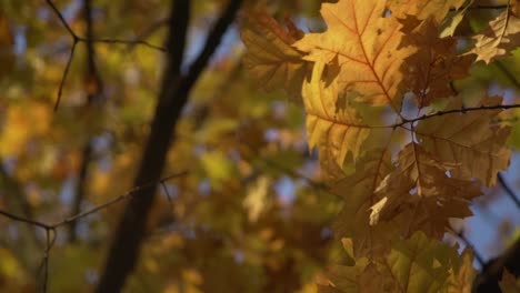 Orange-and-Yellow-Autumn-Leaves-at-Cullen-Gardens-Central-Park-at-Whitby,-Canada