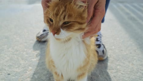 woman scratching yellow cat's neck in the street