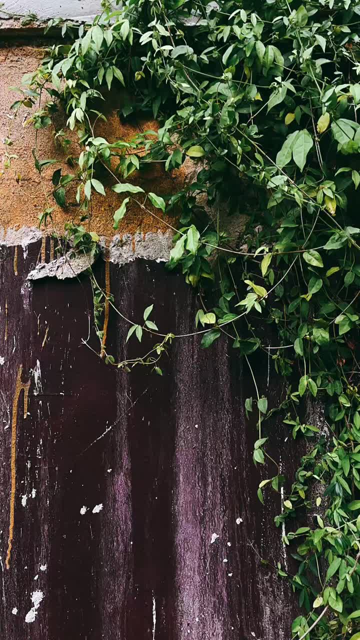 Piante che crescono su un muro rovinato