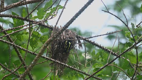 Von-Seinem-Rücken-Aus-Gesehen,-Während-Er-Auf-Seinem-Nest-Nahrung-Gibt-Und-Dann-Herunterfällt,-Um-Wegzufliegen,-Schwarz-gelber-Breitschnabel-Eurylaimus-Ochromalus,-Nationalpark-Kaeng-Krachan,-Thailand