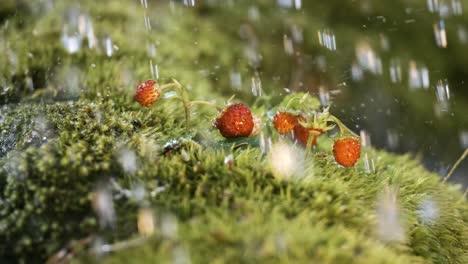 drops of spring rain fall on wild strawberry in the forest. shot on super slow motion camera 1000 fps.