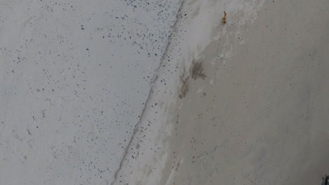 Aerial-of-dog-running-on-beach-in-East-London-South-Africa