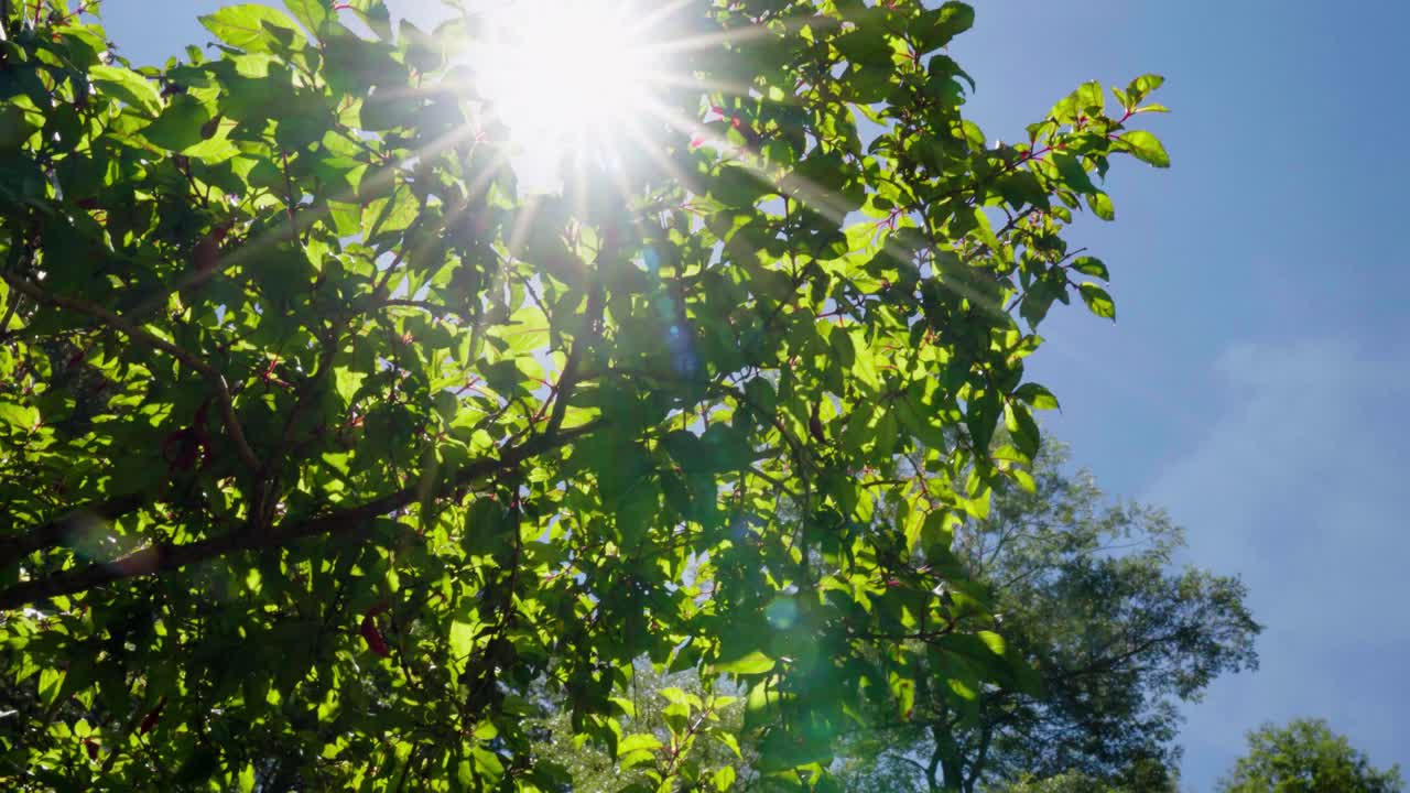 Handheld sun beams shining through green tree top branches in a forest at daytime