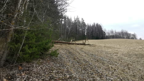 Gefällter-Baum-Fällt-Auf-Das-Feld-Am-Rande-Des-Waldes-Und-Bricht-Äste