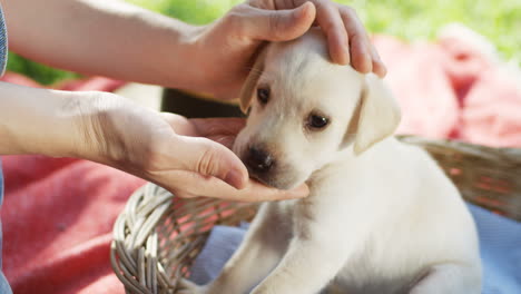 Nahaufnahme-Von-Kaukasischen-Frauenhänden,-Die-Einen-Weißen-Labrador-Welpen-In-Einem-Korb-Im-Park-Streicheln