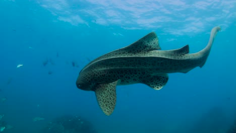 shark becomes friendly to a underwater cameraman