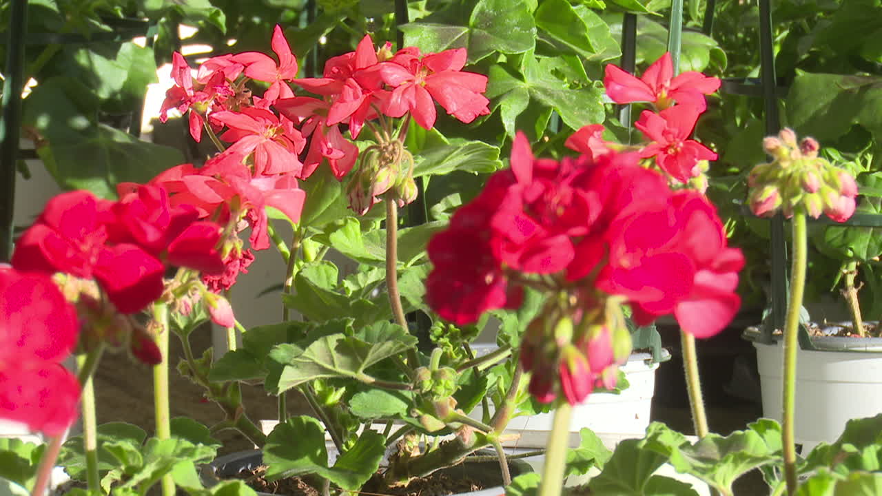 Red Geraniums in Pots