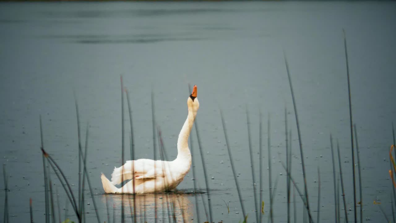cisne nadando bajo la lluvia en cámara lenta