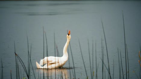 swan swimming under the rain in slow motion