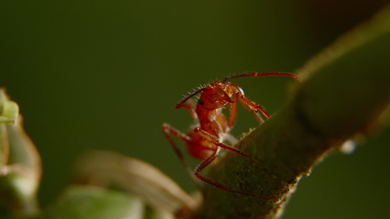 Red leafcutter ant sitting on a branch, focusing on its body and antennae in a macro shot