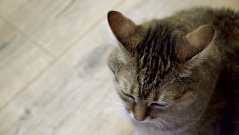 el gato se acuesta en el laminado.