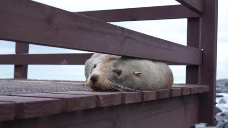 Slowmo---Liegender-Seehund-Mit-Felsigem-Strand-Und-Meer-Im-Hintergrund---Nahaufnahme