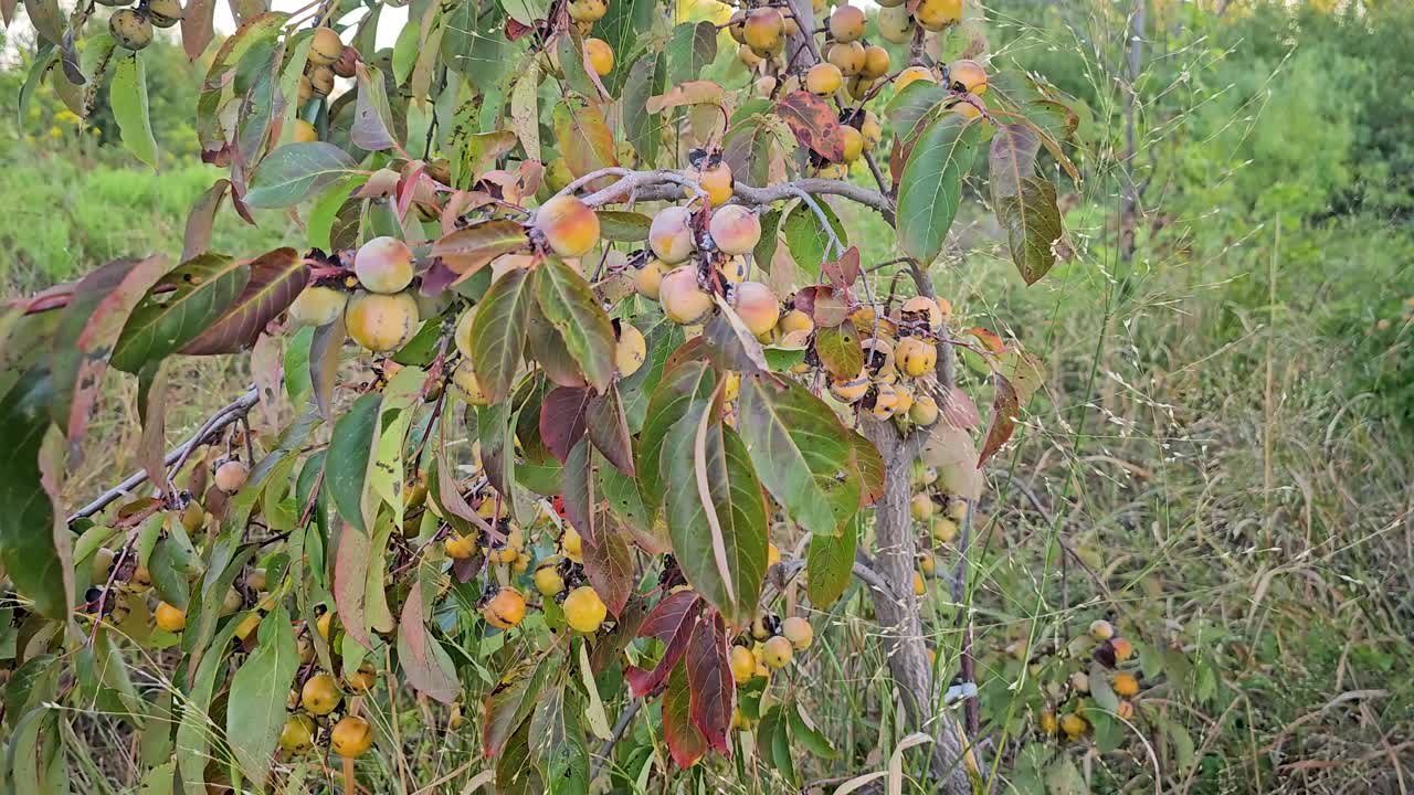 Handheld video of an American Persimmons Tree Diospyros virginiana. Tree has a lot of fruit on it