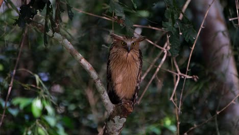 facing to the back then suddenly turns towards the camera, buffy fish owl ketupa ketupu, thailand