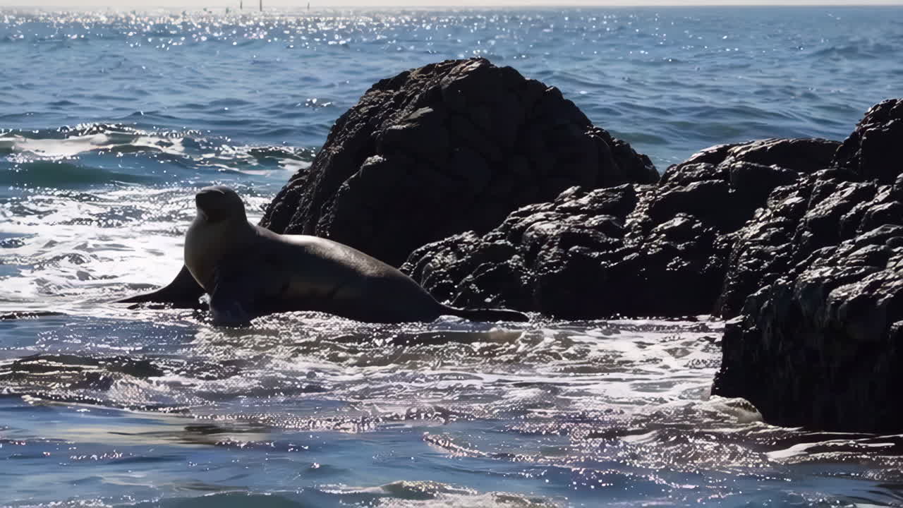 Seal in the Ocean Waves