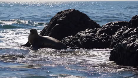 seal in the ocean waves