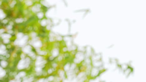 vertical footage - blurry defocused of tropical green waving bamboo tree branch blowing in wind natural relax background concept with sunlight, abstract and bokeh