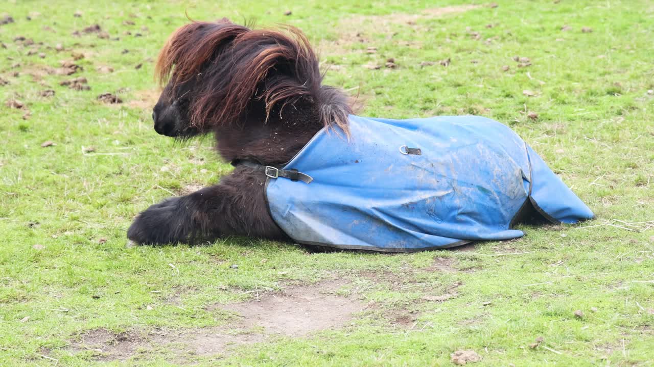 말은 자연에서 풀 위에 굴러가는 것을 즐긴다.